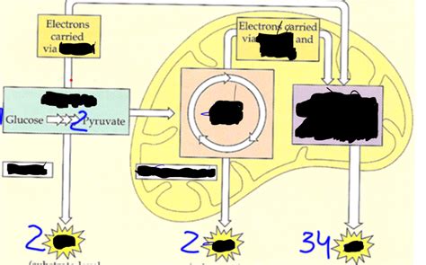 ap bio cellular respiration quizlet